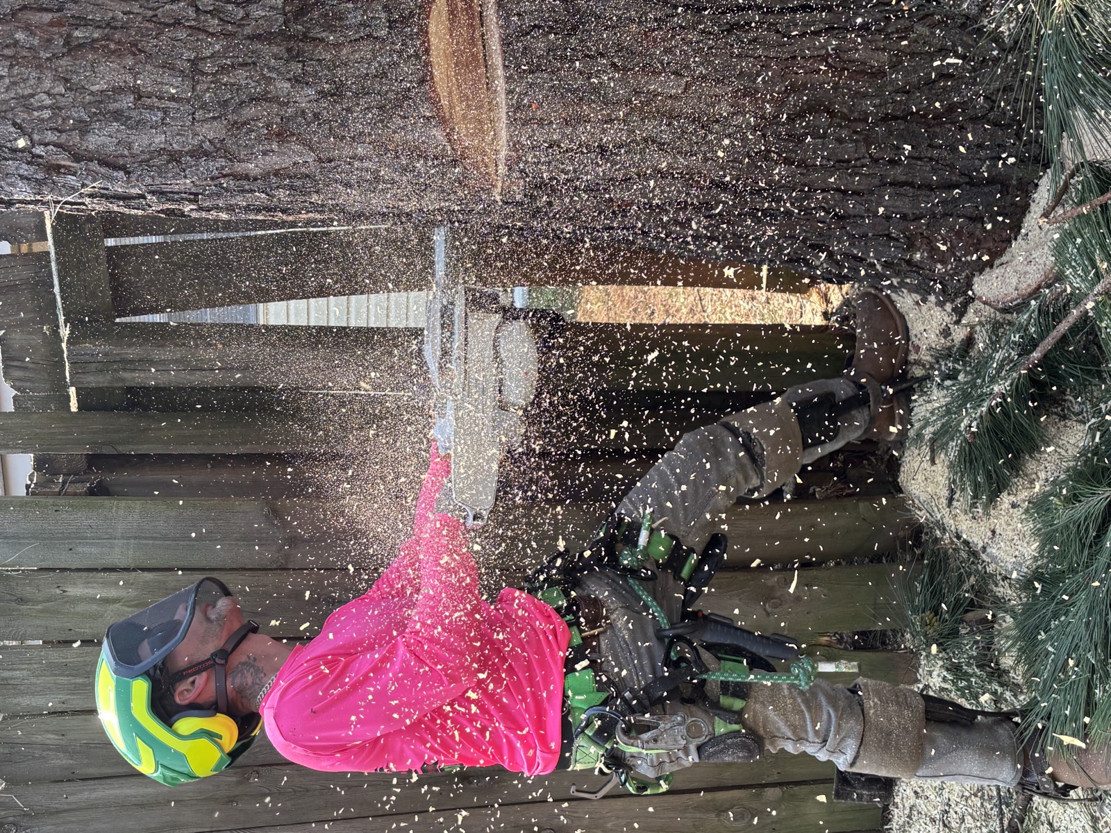 Tree Wizz crew member cutting a fallen trunk into rounds