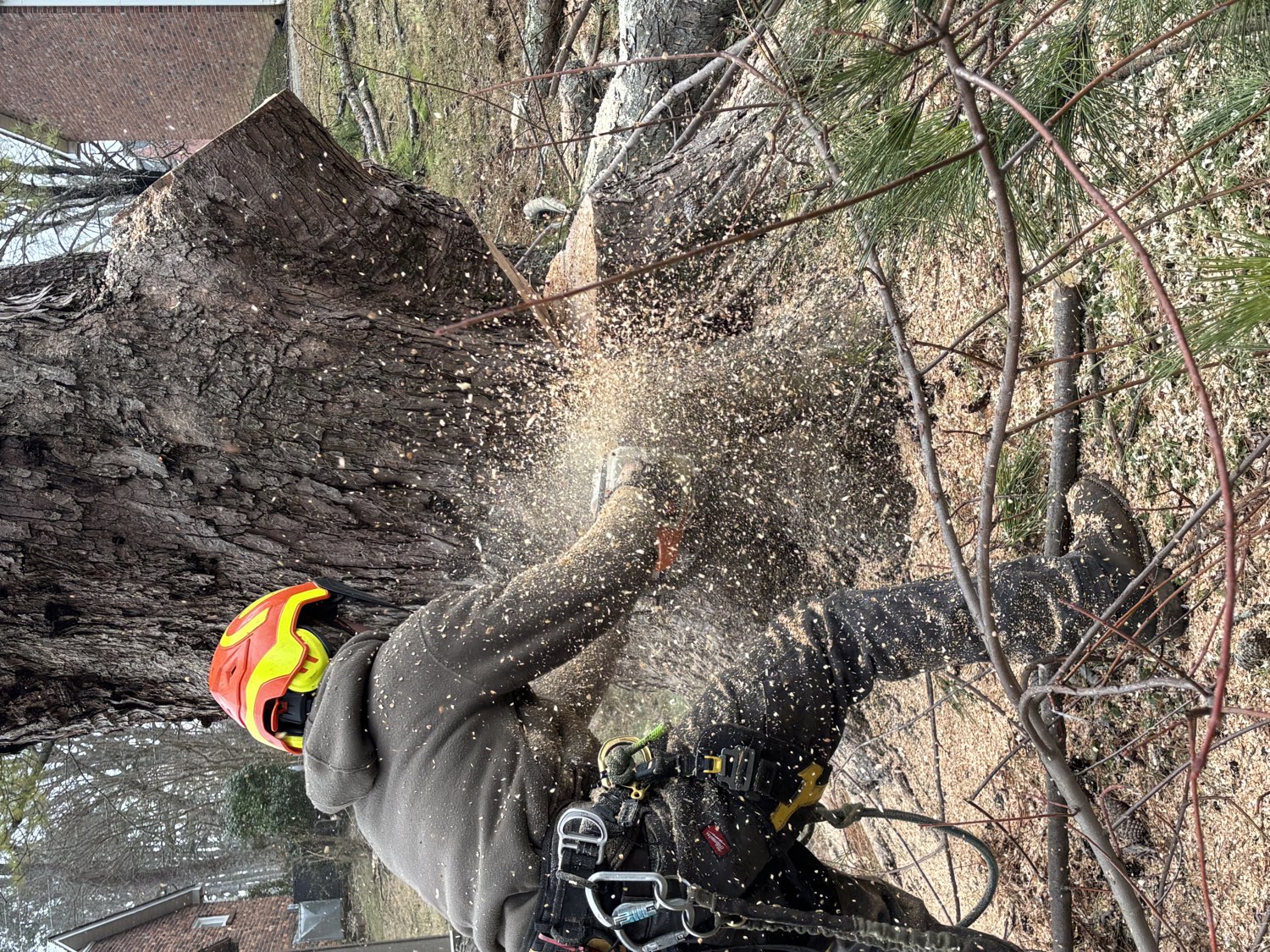 Tree Wizz climber making a cut with sawdust flying