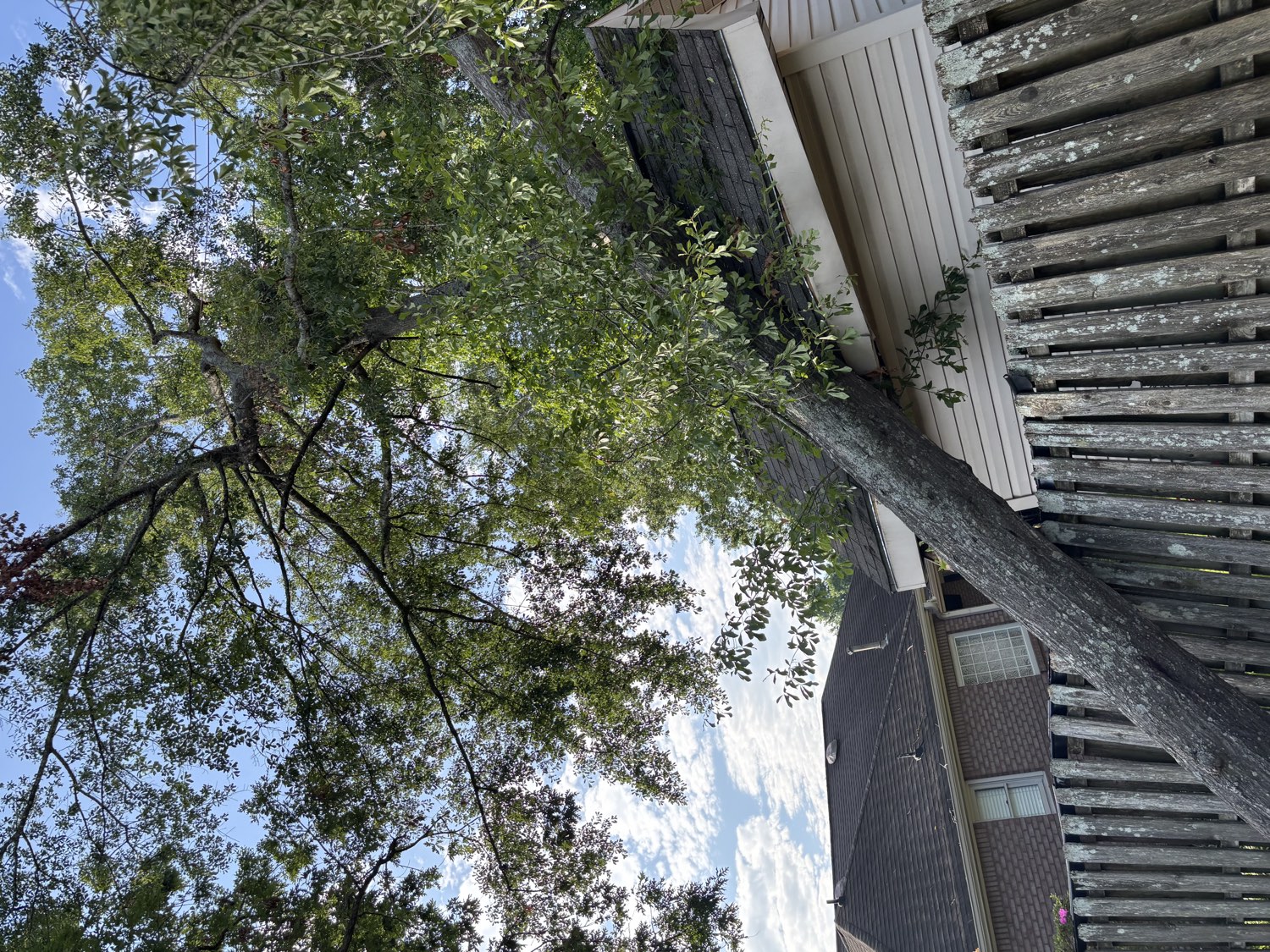 Large tree fallen onto a roof before removal